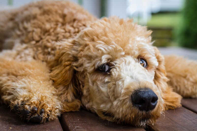 Golden Poodle Dog — Brown
