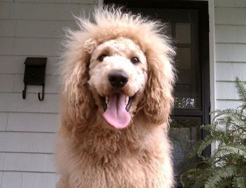 Golden Poodle Dog