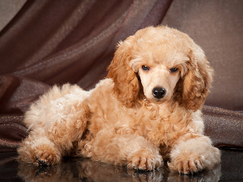 Golden Poodle Puppy