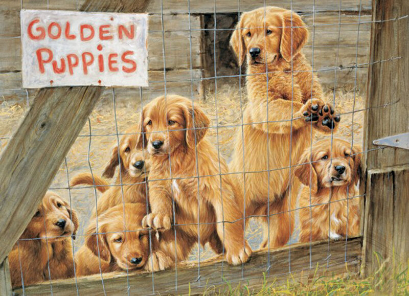Golden Puppies in Pen