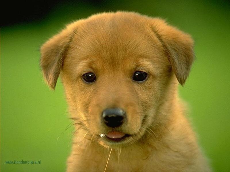 Golden Puppy — Brown, Calm, Photograph, Green Background