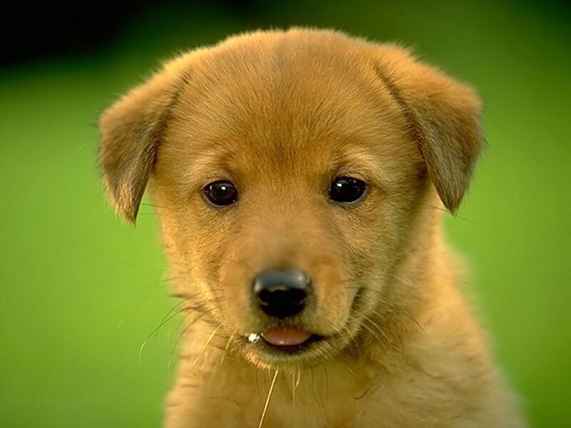 Golden Puppy — Brown
