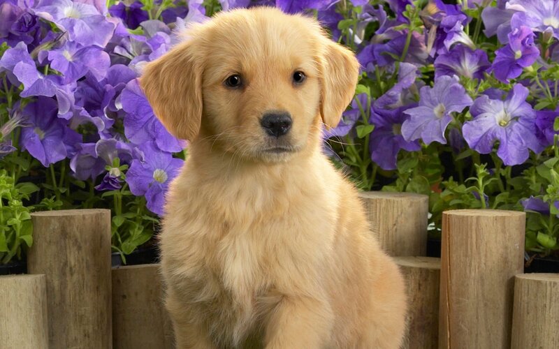 Golden puppy in flowers