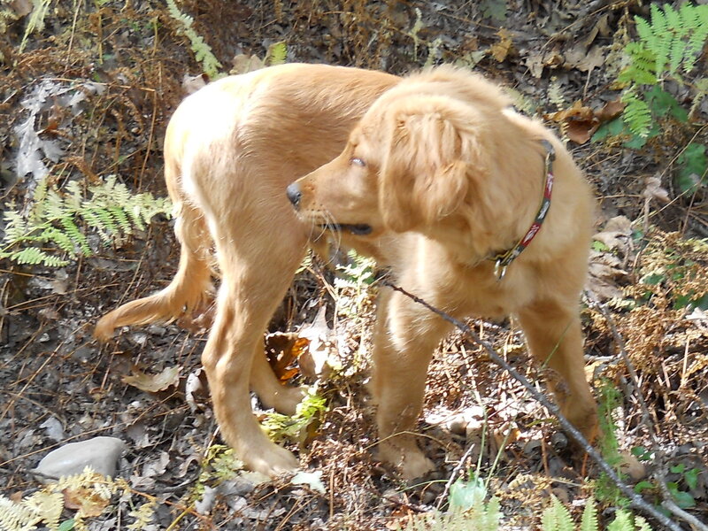 Golden puppy in forest