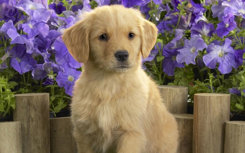 Golden puppy in front of purple flowers