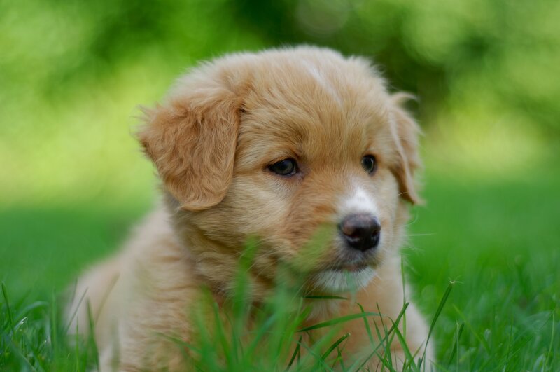 Golden Puppy in Grass