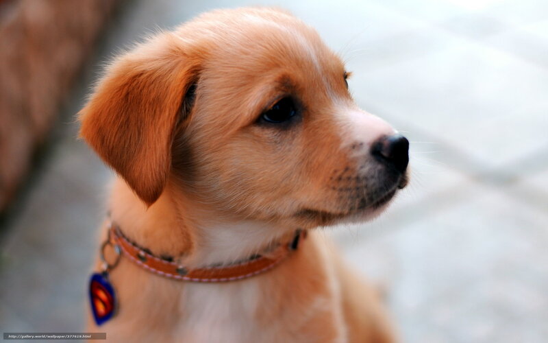 Golden Puppy in Profile