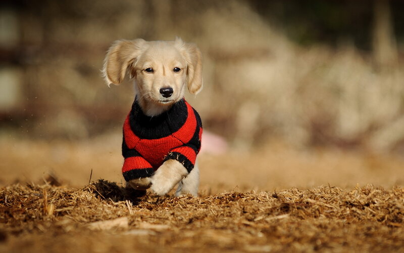 Golden Puppy in Sweater