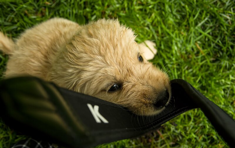 Golden Puppy on Grass