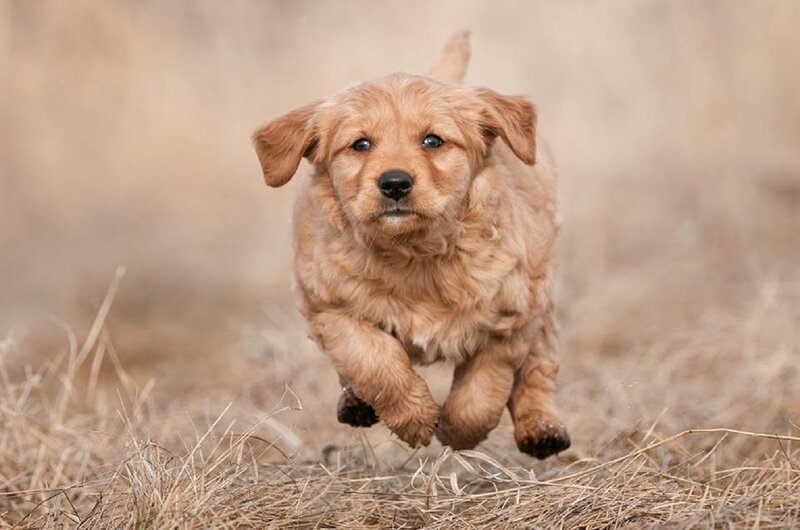 Golden Puppy Running