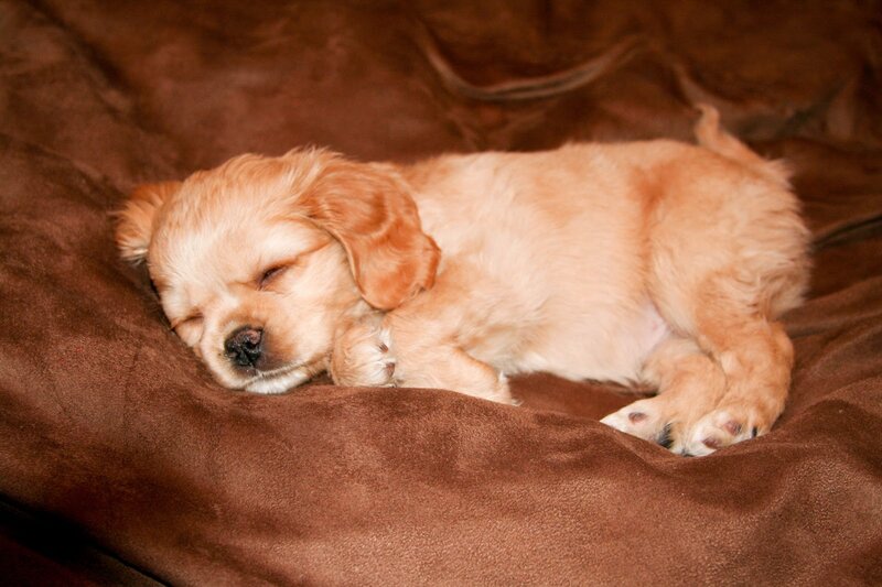 Golden Puppy Sleeping — Brown