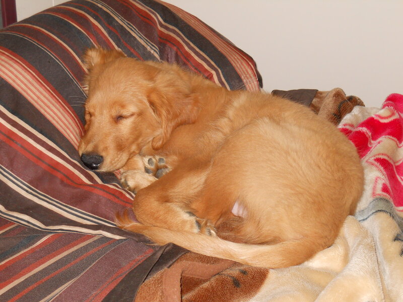 Golden puppy sleeping on blanket