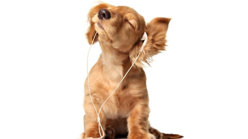 Golden Puppy with Earbuds — Brown