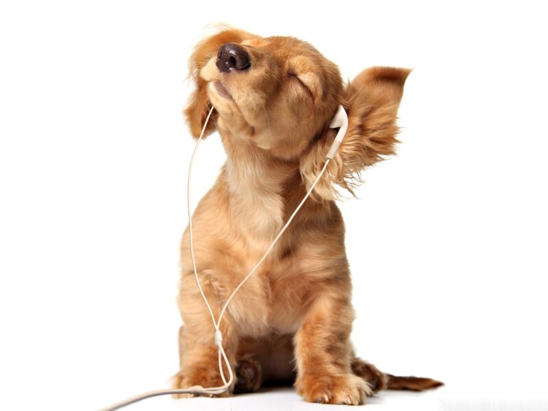 Golden Puppy with Earbuds