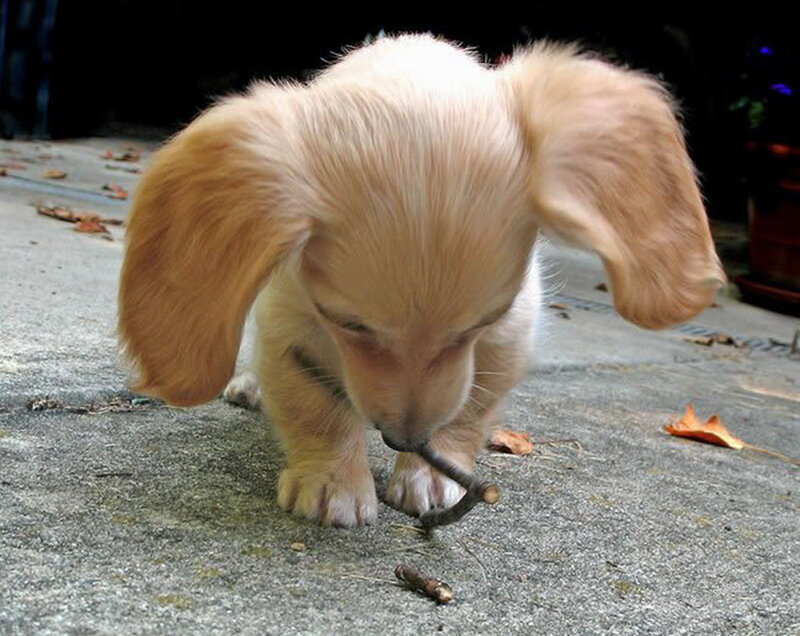 Golden Puppy with Stick