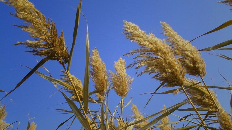 golden reeds against blue sky