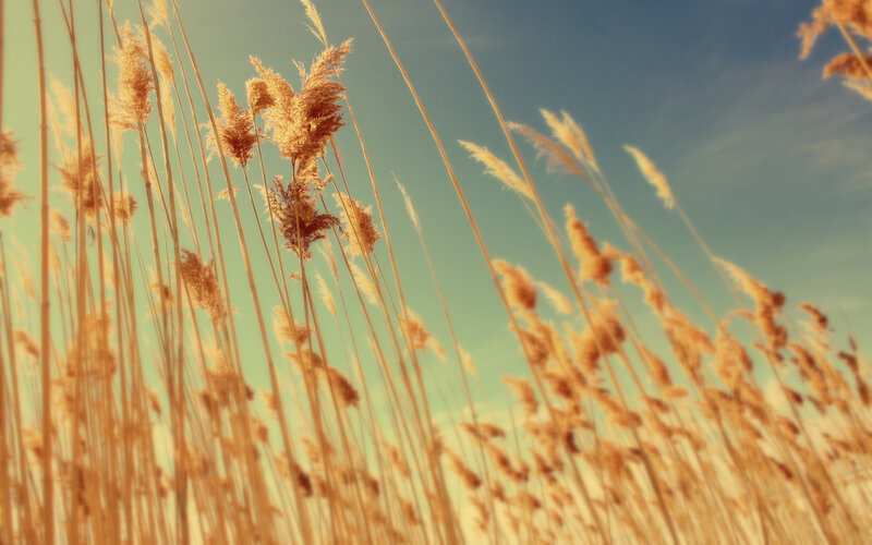 golden reeds against blue sky