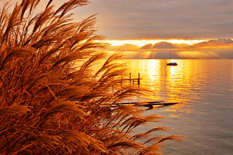 Golden Reeds at Sunset