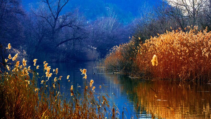Golden Reeds by River