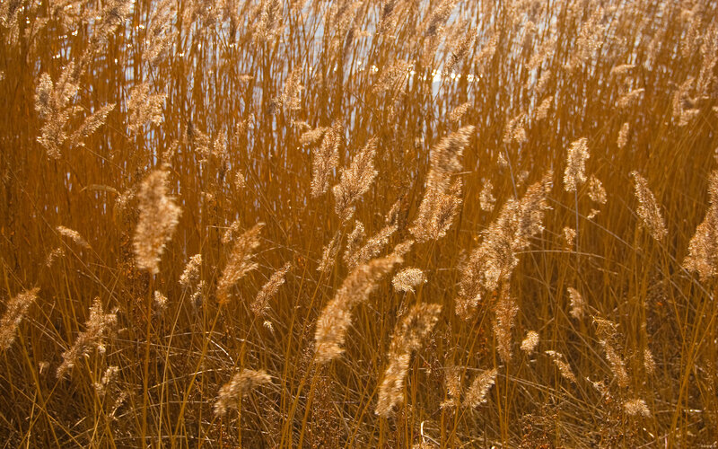 golden reeds by the water