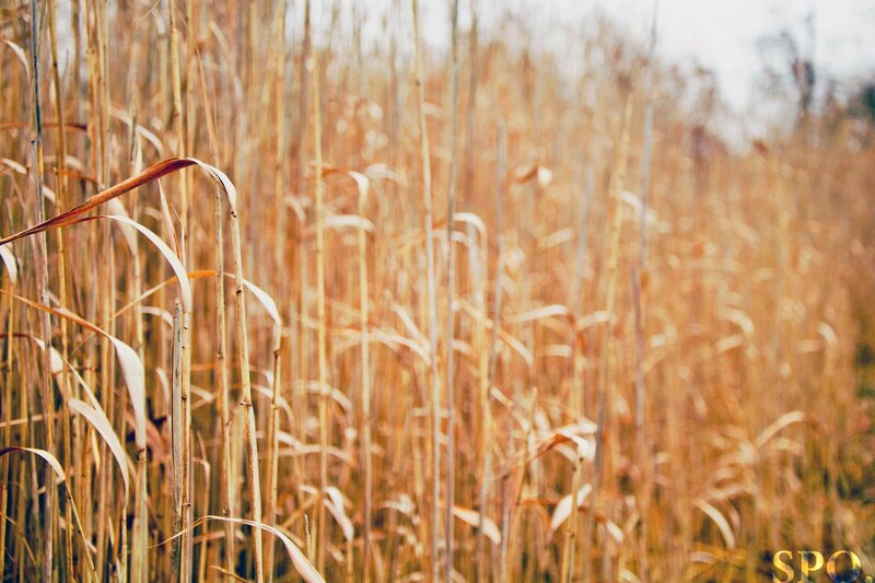golden reeds in a field