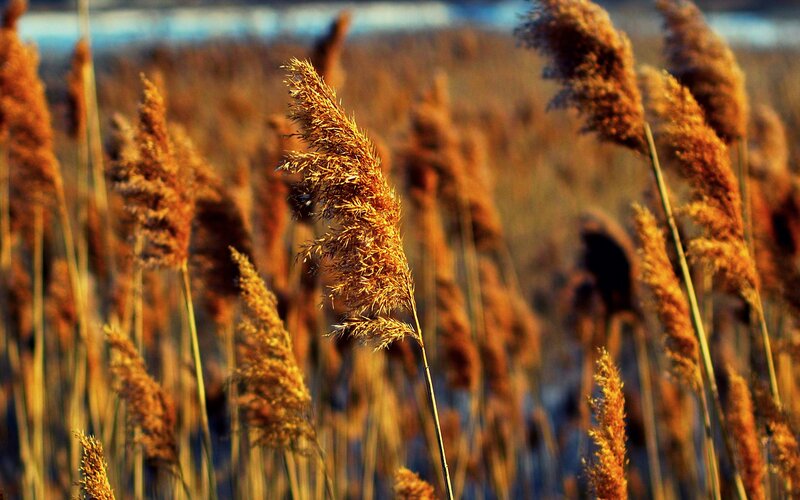 Golden Reeds in Field