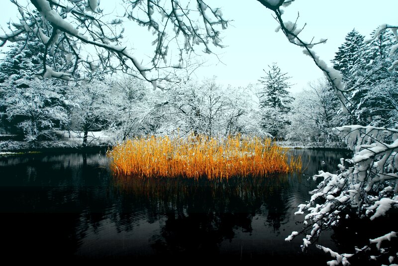 Golden Reeds in Pond