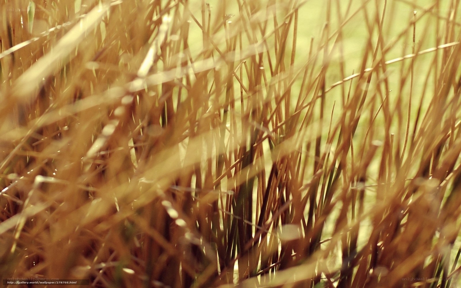Golden reeds in sunlight