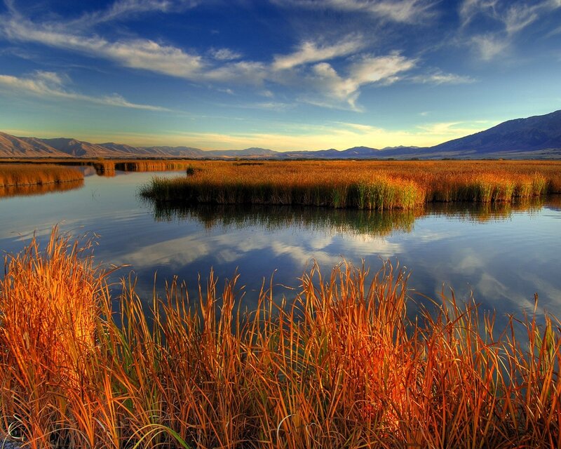 Golden Reeds in Wetland