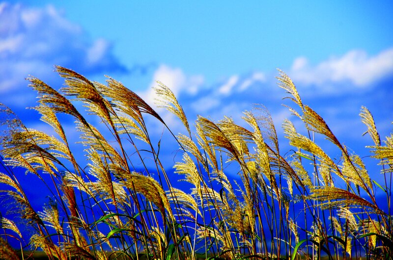 Golden Reeds in Wind