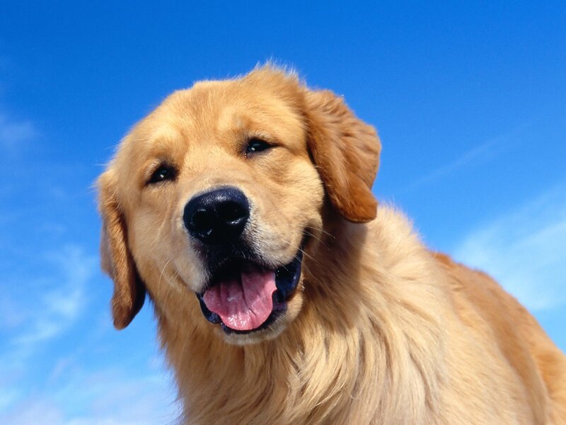 Golden Retriever against blue sky