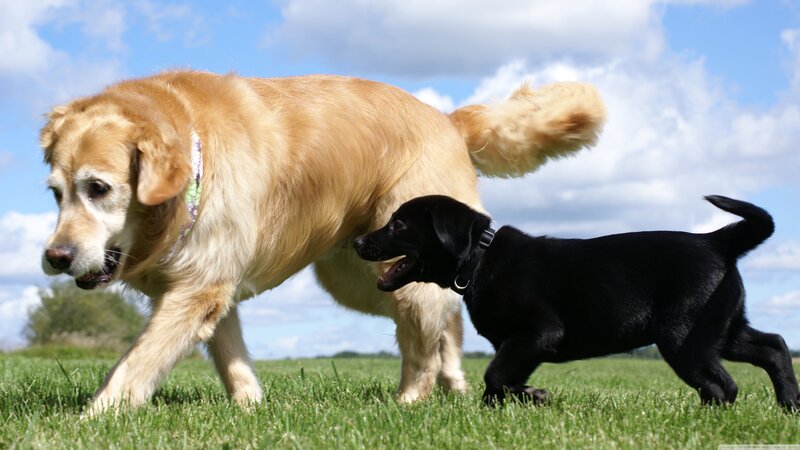 Golden Retriever and Black Puppy — Green