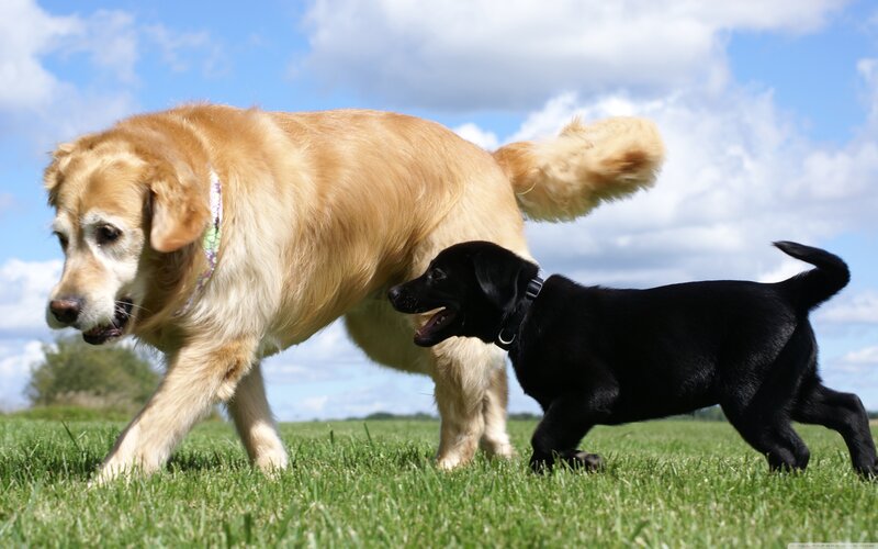 Golden Retriever and Black Puppy