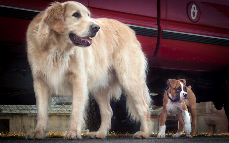 Golden Retriever and Boxer Puppy