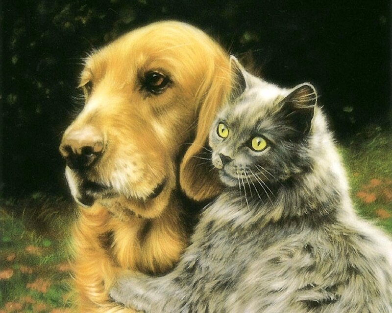 Golden Retriever and Cat — Gold