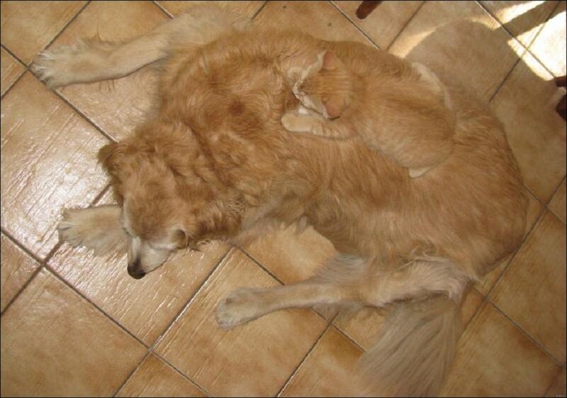 Golden Retriever and Cat