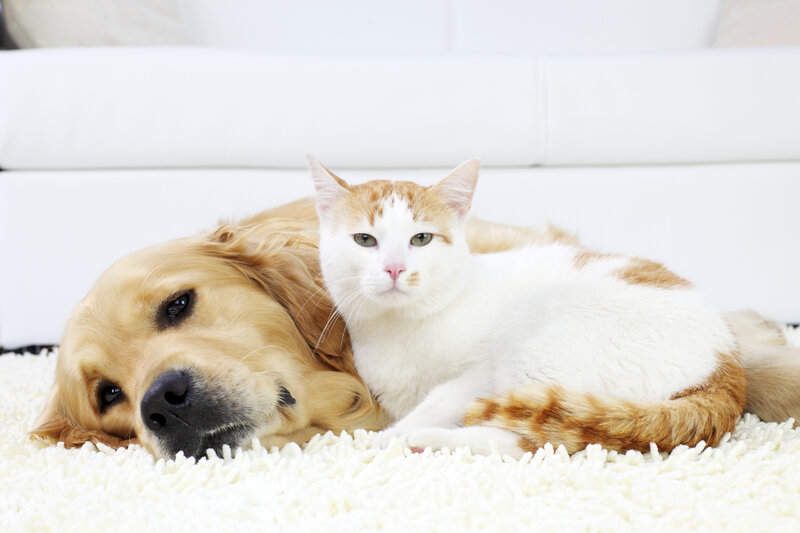 Golden Retriever and Cat — White, Calm