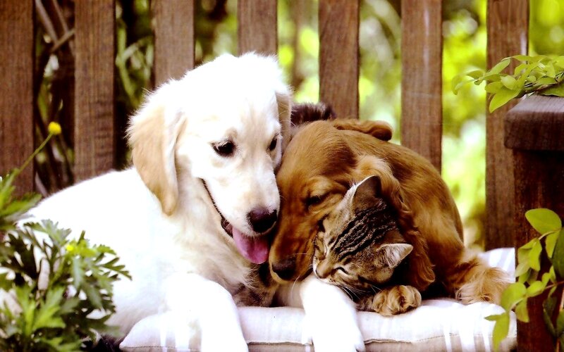 Golden Retriever and Cat — White, Peaceful