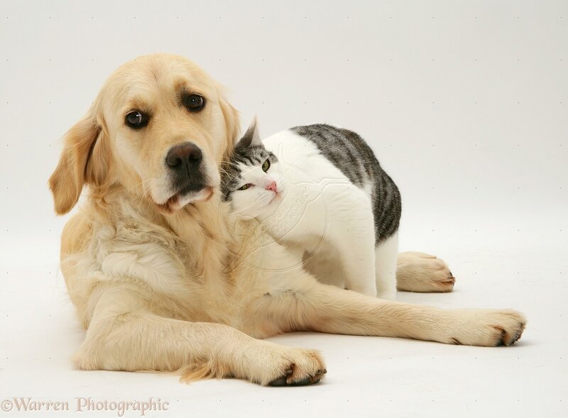 Golden Retriever and Cat — White