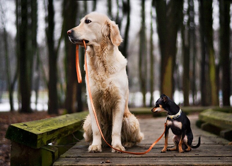 Golden Retriever and Chihuahua