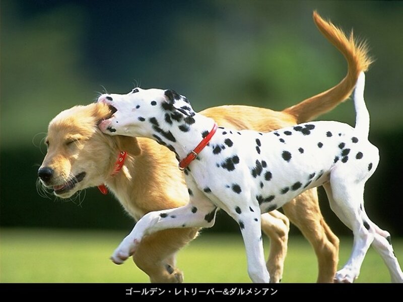 Golden Retriever and Dalmatian