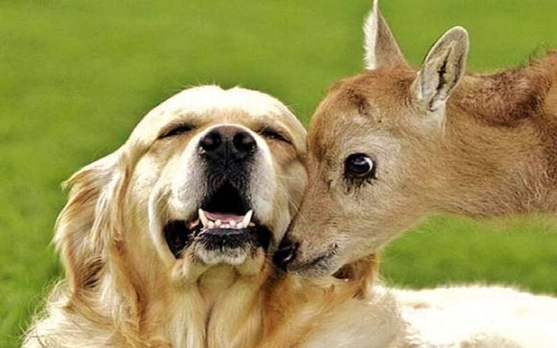 Golden Retriever and Fawn — Green