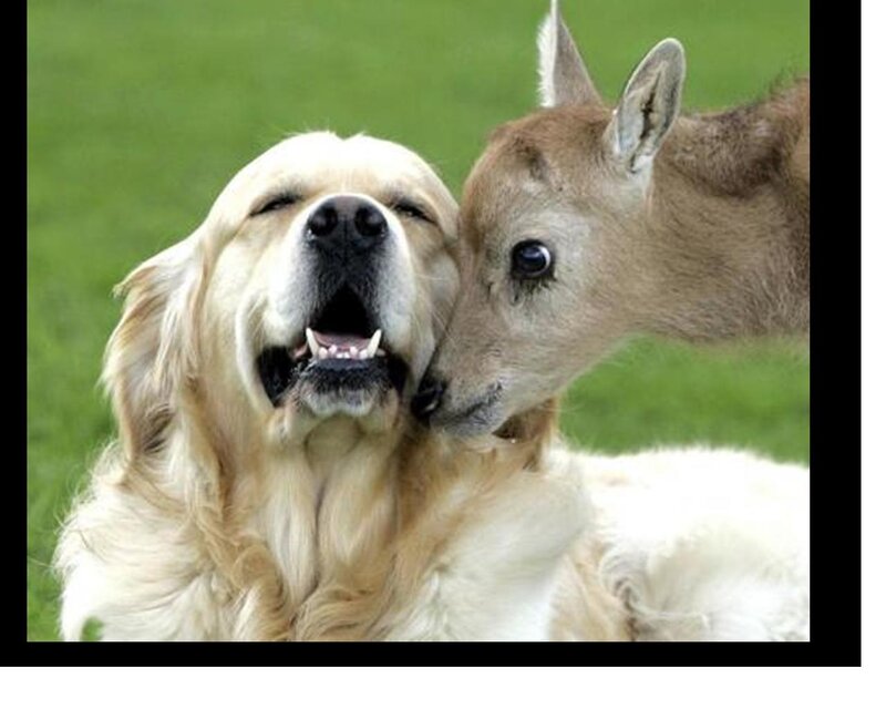 Golden Retriever and Fawn