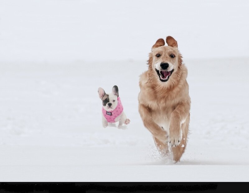 Golden Retriever and French Bulldog