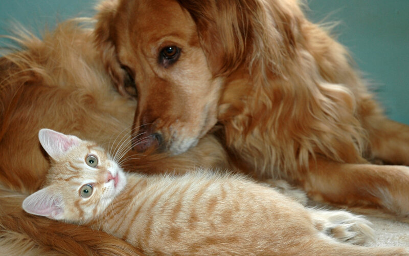 Golden Retriever and Kitten — Brown, Calm