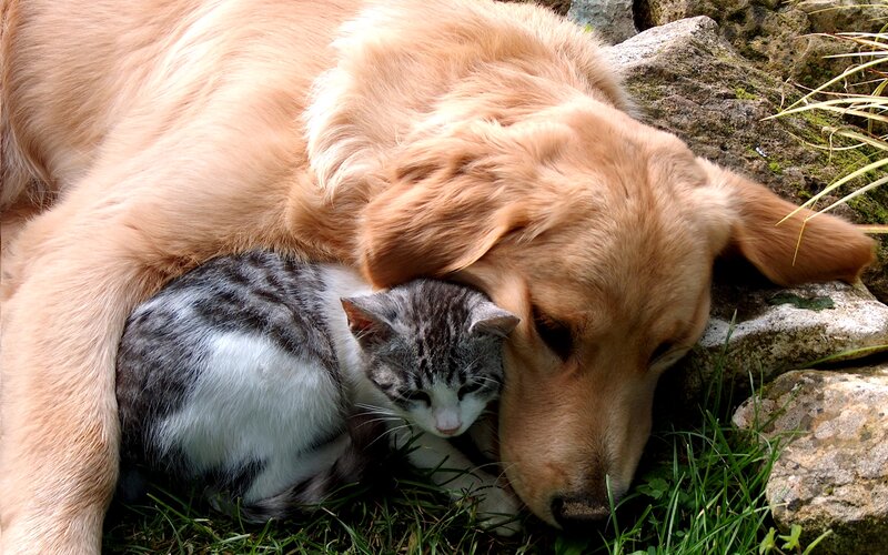 Golden Retriever and Kitten — Brown, Peaceful, Afternoon, Photograph