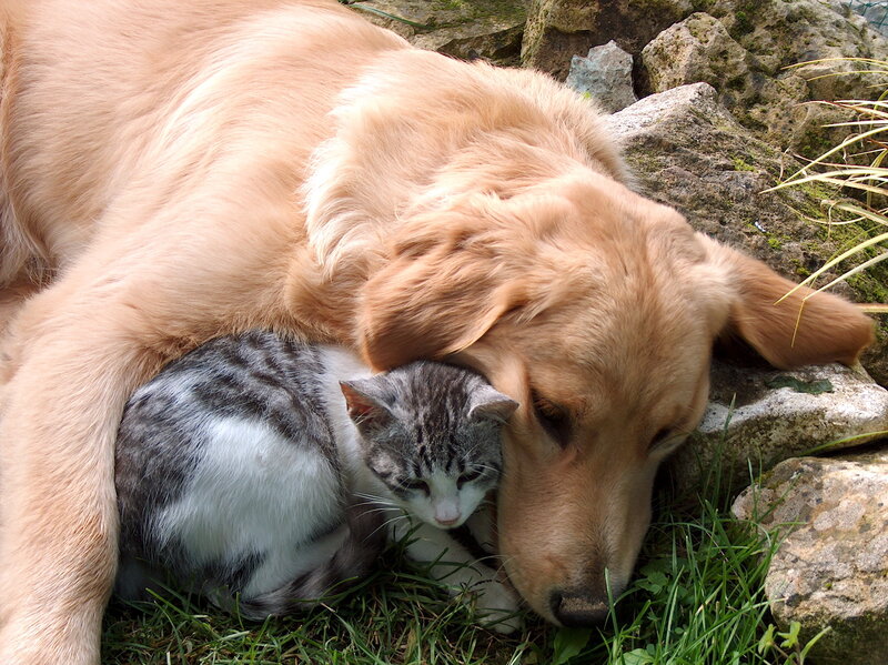 Golden Retriever and Kitten — Brown, Peaceful