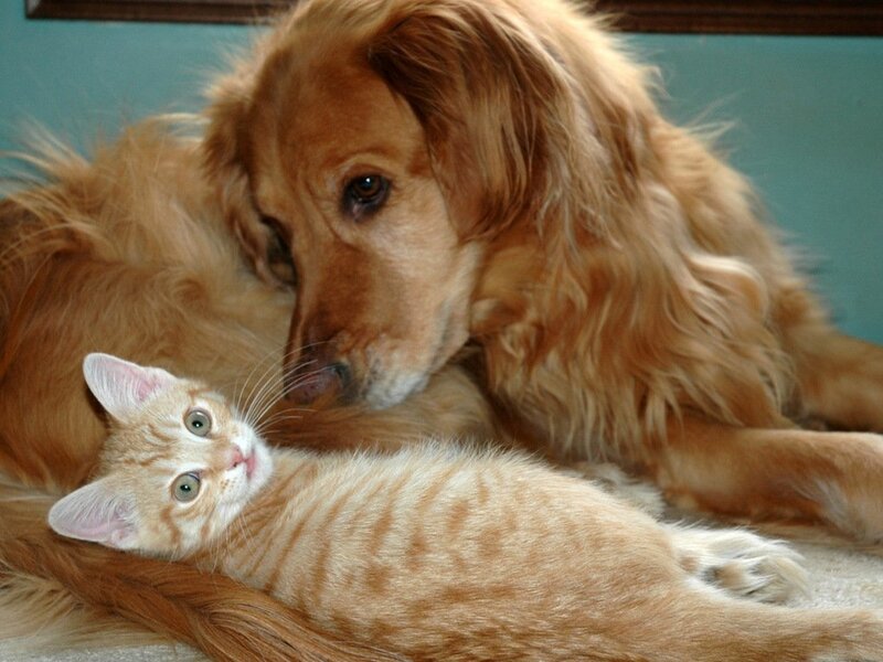 Golden Retriever and Kitten — Brown