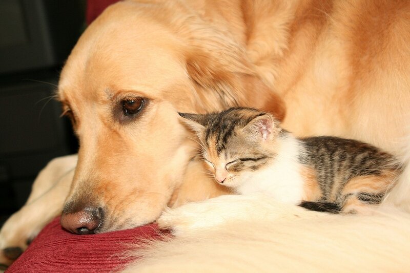 Golden Retriever and Kitten
