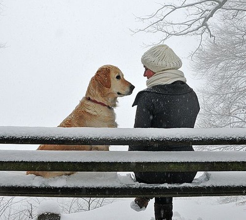Golden Retriever and Person